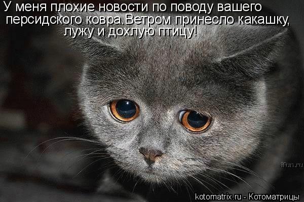 Котоматрица: У меня плохие новости по поводу вашего   персидского ковра,ветром принесло какашку,   персидского ковра.Ветром принесло какашку,   персидско
