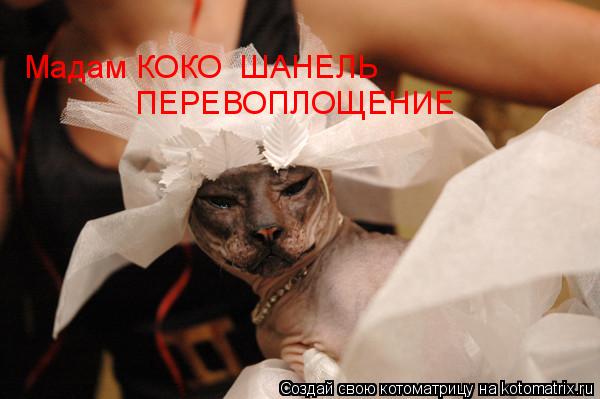 Котоматрица: ПЕРЕВОПЛОЩЕНИЕ Мадам КОКО  ШАНЕЛЬ