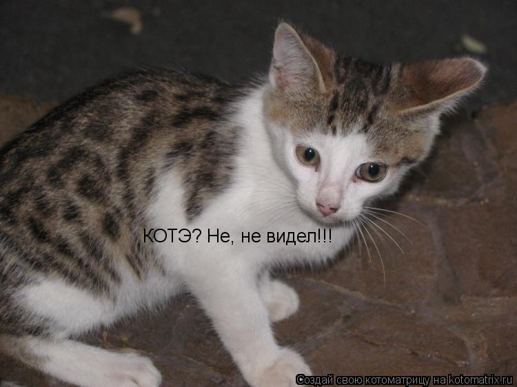 Котоматрица: КОТЭ? Не, не видел!!!