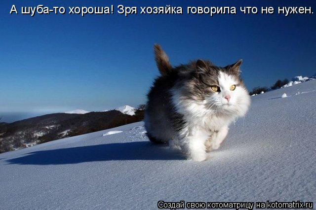 Котоматрица: А шуба-то хороша! Зря хозяйка говорила что не нужен.