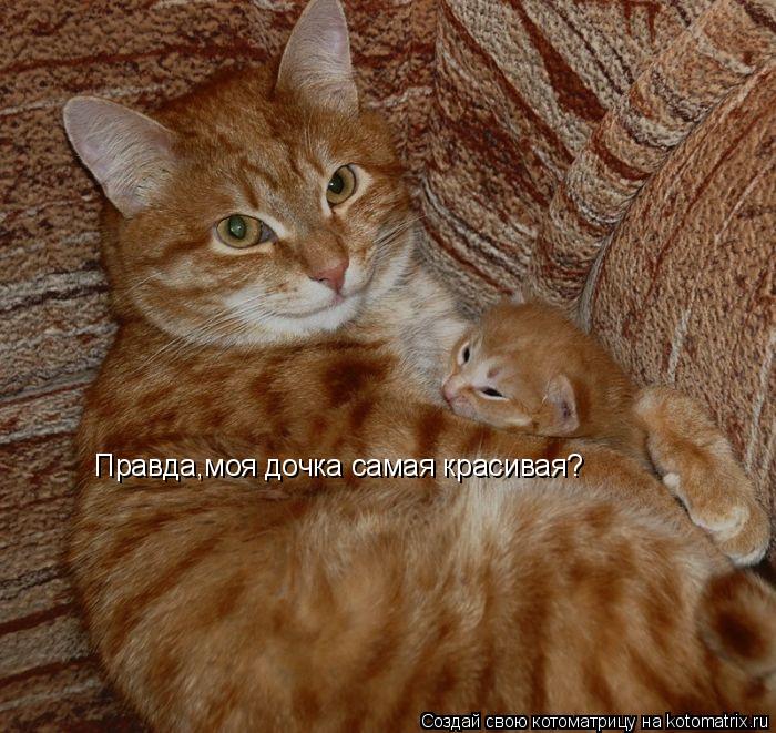 Котоматрица: Правда,моя дочка самая красивая?