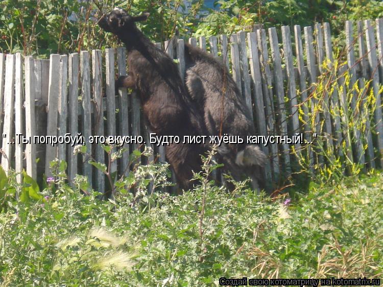 Котоматрица: "...Ты попробуй, это вкусно. Будто лист жуёшь капустный!..."