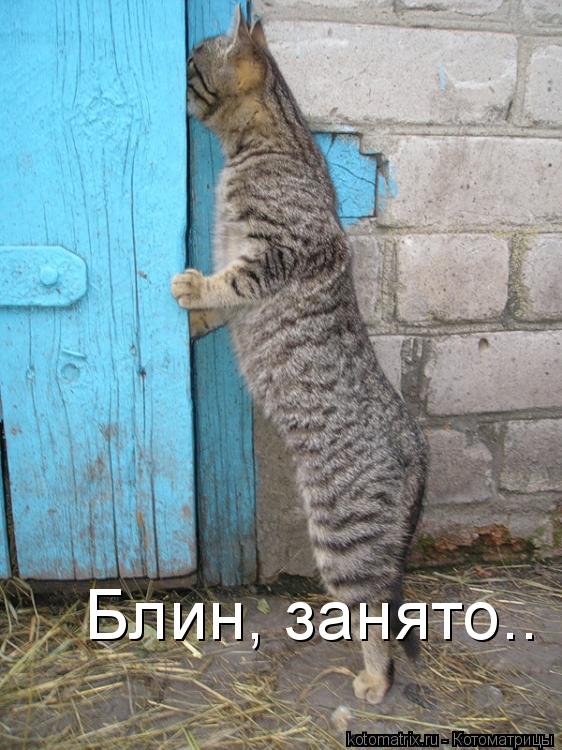 Котоматрица: Блин, занято.. Блин, занято.. Блин, занято.. Блин, занято..