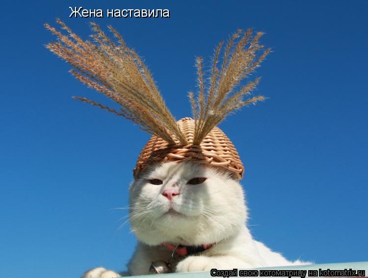 Котоматрица: Жена наставила