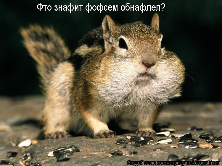Фто знафит фофсем обнафлел?... Котоматрица: Фто знафит фофсем обнафлел?