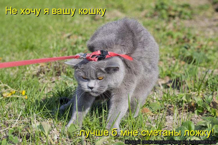 Не хочу я вашу кошку ..лучше б мне сметаны ложку!... Котоматрица: Не хочу я вашу кошку ..лучше б мне сметаны ложку!