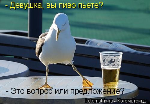 - Девушка, вы пиво пьете? - Это вопрос или предложение?... Котоматрица: - Девушка, вы пиво пьете? - Это вопрос или предложение?