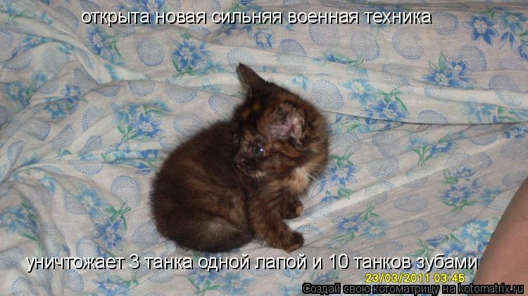 открыта новая сильняя военная техника уничтожает 3 танка одной лапой и 10 танков зубами... Котоматрица: открыта новая сильняя военная техника уничтожает 3 танка одной лапой и 10 танков зубами