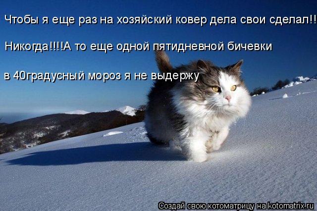 Чтобы я еще раз на хозяйский ковер дела свои сделал!!! Никогда!!!!А то еще одной пятидневной бичевки ... Котоматрица: Чтобы я еще раз на хозяйский ковер дела свои сделал!!! Никогда!!!!А то еще одной пятидневной бичевки в 40градусный мороз я не выдержу