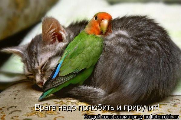 Врага надо полюбить и приручит!... Котоматрица: Врага надо полюбить и приручит!