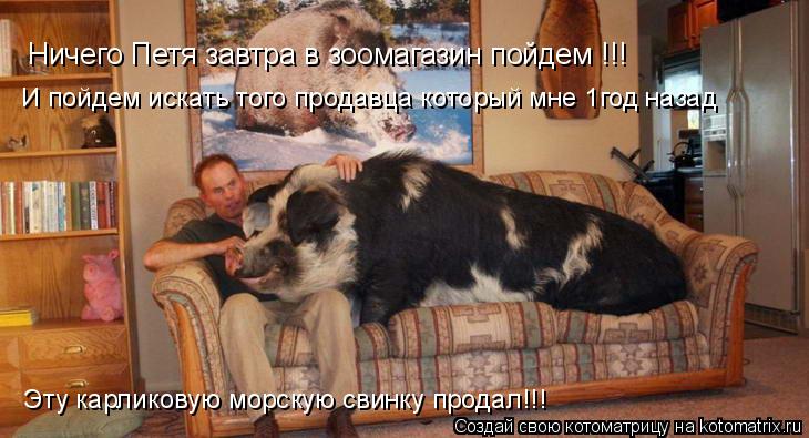 Ничего Петя завтра в зоомагазин пойдем !!! И пойдем искать того продавца который мне 1год назад Эту... Котоматрица: Ничего Петя завтра в зоомагазин пойдем !!! И пойдем искать того продавца который мне 1год назад Эту карликовую морскую свинку продал!!!