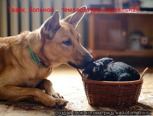 Тааак, больной... температура нормальная...... Котоматрица: Тааак, больной... температура нормальная...
