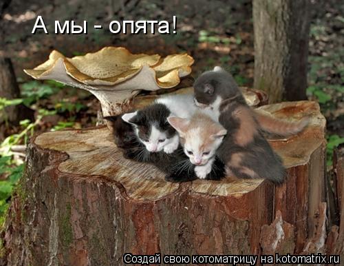 А мы - опята!... Котоматрица: А мы - опята!