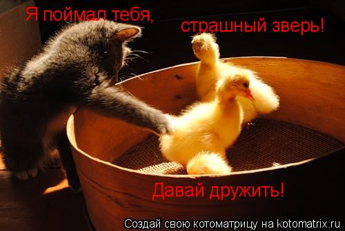 Я поймал тебя, страшный зверь! Давай дружить!... Котоматрица: Я поймал тебя, страшный зверь! Давай дружить!