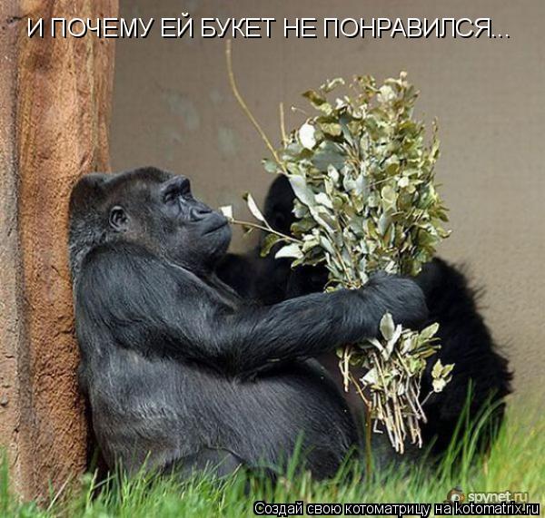 И ПОЧЕМУ ЕЙ БУКЕТ НЕ ПОНРАВИЛСЯ...... Котоматрица: И ПОЧЕМУ ЕЙ БУКЕТ НЕ ПОНРАВИЛСЯ...