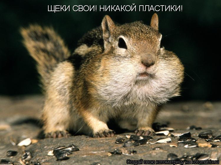 ЩЕКИ СВОИ! НИКАКОЙ ПЛАСТИКИ!... Котоматрица: ЩЕКИ СВОИ! НИКАКОЙ ПЛАСТИКИ!
