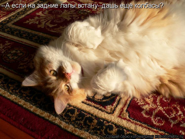--А если на задние лапы встану--дашь ещё колбасы?... Котоматрица: --А если на задние лапы встану--дашь ещё колбасы?