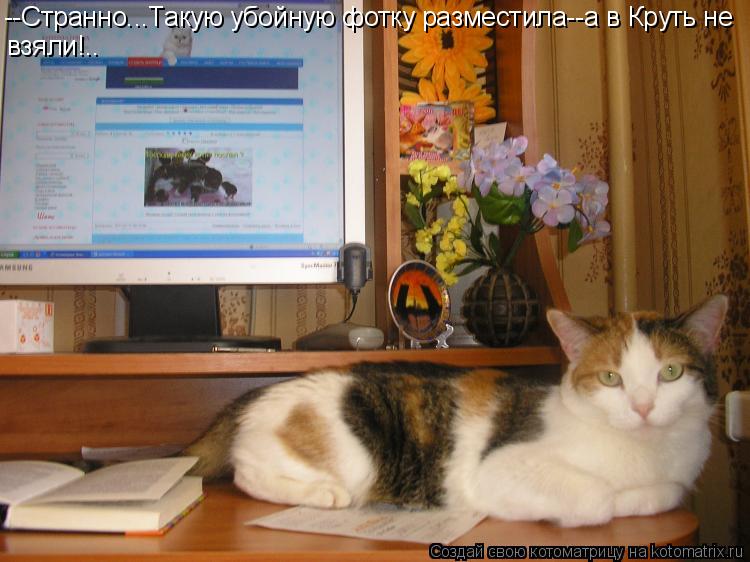 Котоматрица: --Странно...Такую убойную фотку разместила--а в Круть не взяли!..