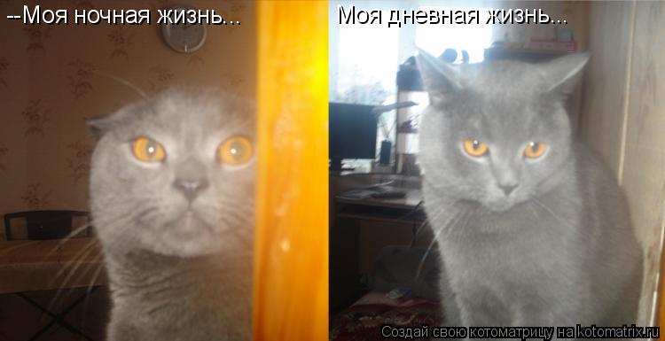 Котоматрица: --Моя ночная жизнь... Моя дневная жизнь...