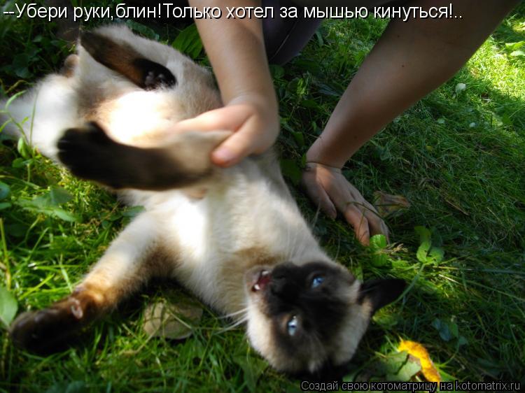 Котоматрица: --Убери руки,блин!Только хотел за мышью кинуться!..