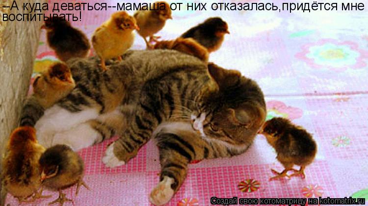Котоматрица: --А куда деваться--мамаша от них отказалась,придётся мне воспитывать!