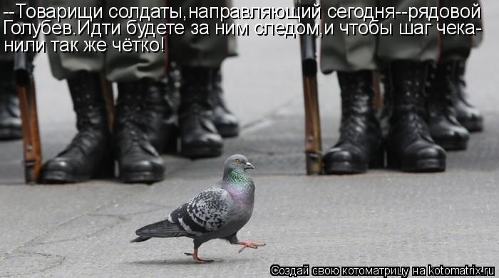 Котоматрица: --Товарищи солдаты,направляющий сегодня--рядовой Голубев.Идти будете за ним следом,и чтобы шаг чека- нили так же чётко!