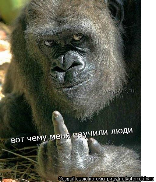 Котоматрица: вот чему меня научили люди