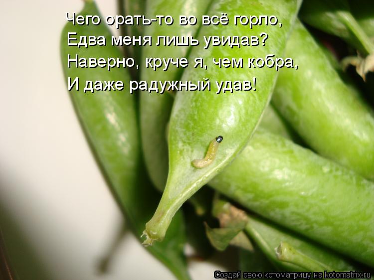 Чего орать-то во всё горло, Едва меня лишь увидав? Наверно, круче я, чем кобра, И даже радужный удав... Котоматрица: Чего орать-то во всё горло, Едва меня лишь увидав? Наверно, круче я, чем кобра, И даже радужный удав!