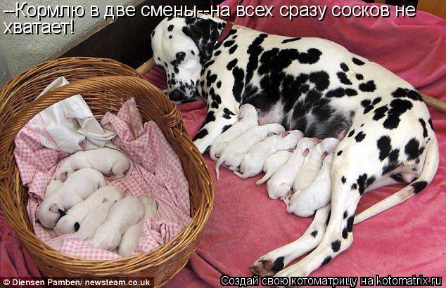 Котоматрица: --Кормлю в две смены--на всех сразу сосков не хватает!