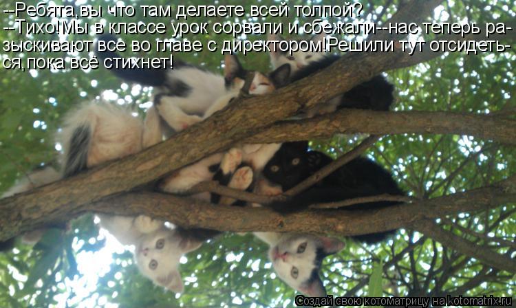 Котоматрица: --Ребята,вы что там делаете всей толпой? --Тихо!Мы в классе урок сорвали и сбежали--нас теперь ра- зыскивают все во главе с директором!Решили т