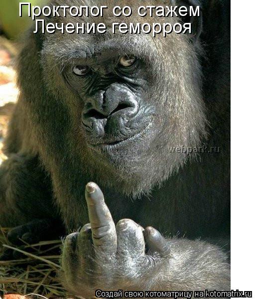 Котоматрица: Проктолог со стажем Лечение геморроя