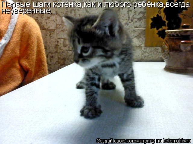 Котоматрица: Первые шаги котёнка,как и любого ребёнка,всегда неуверенные...