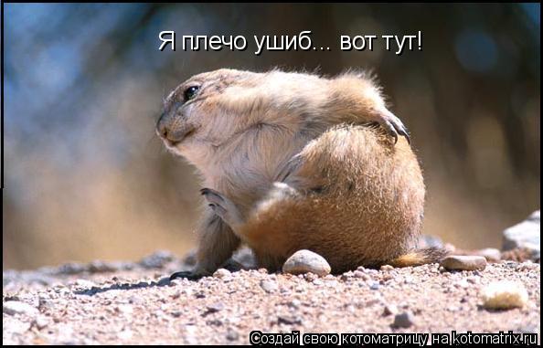 Котоматрица: Я плечо ушиб... вот тут!