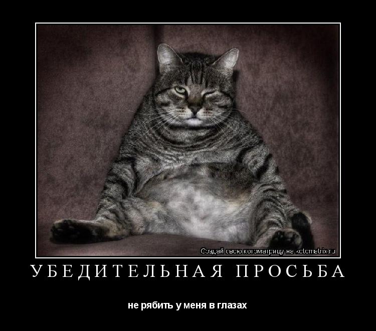 Убедительная просьба не рябить у меня в глазах... Котоматрица: Убедительная просьба не рябить у меня в глазах