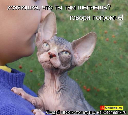 Котоматрица: хозяюшка, что ты там шепчешь? говори погромче!