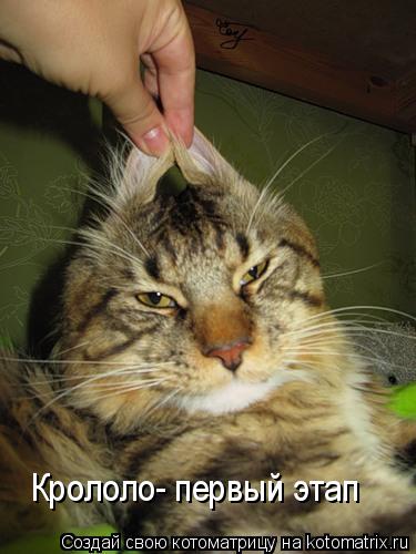 Котоматрица: Крололо- первый этап