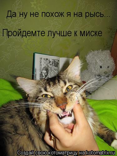 Котоматрица: Да ну не похож я на рысь...  Пройдемте лучше к миске