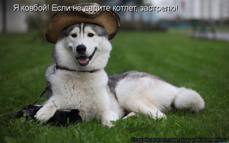 Котоматрица: Я ковбой! Если не дадите котлет, застрелю!