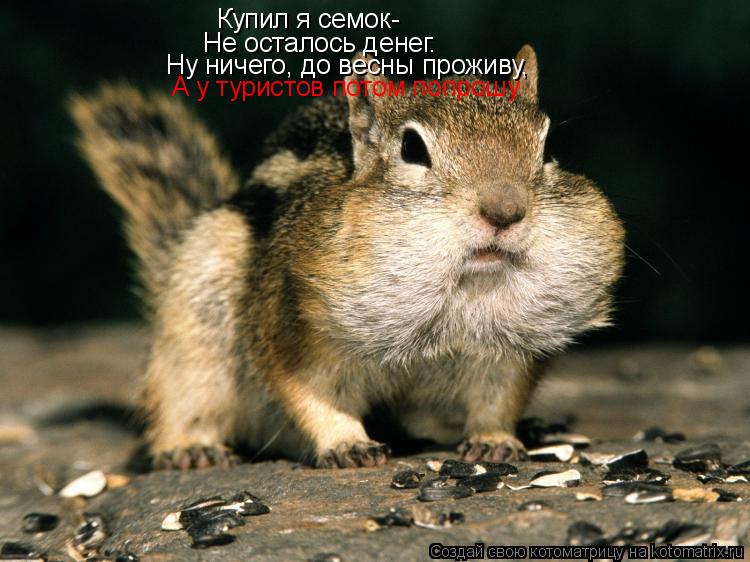 Котоматрица: Купил я семок- Не осталось денег. Ну ничего, до весны проживу, А у туристов потом попрошу