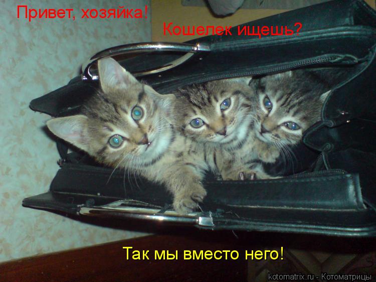 Котоматрица: Привет, хозяйка! Кошелек ищешь? Так мы вместо него!