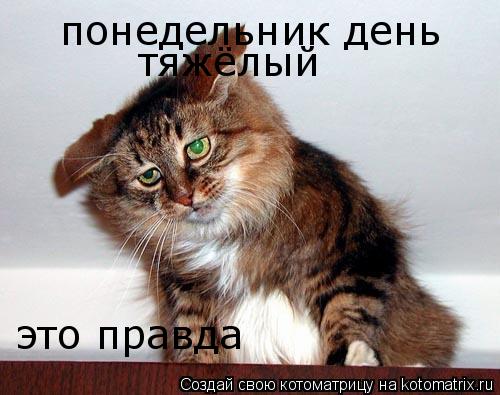 Котоматрица: понедельник день тяжёлый это правда