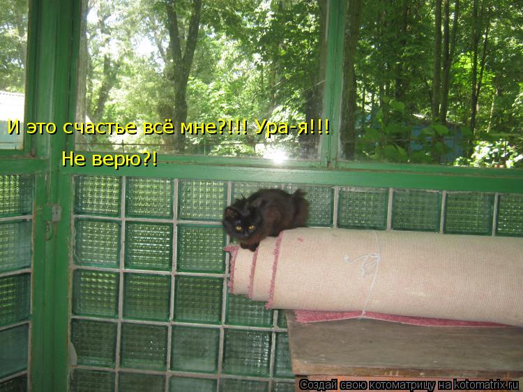Котоматрица: И это счастье всё мне?!!! Ура-я!!!  Не верю?!