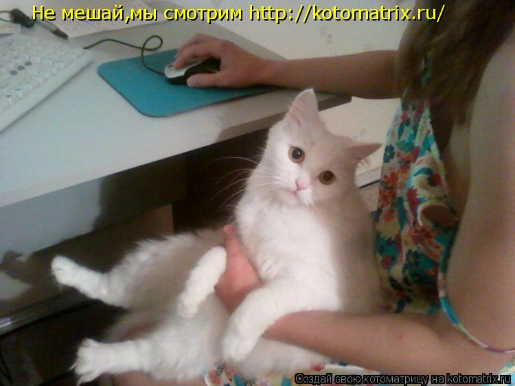 Не мешай,мы смотрим http://kotomatrix.ru/... Котоматрица: Не мешай,мы смотрим http://kotomatrix.ru/