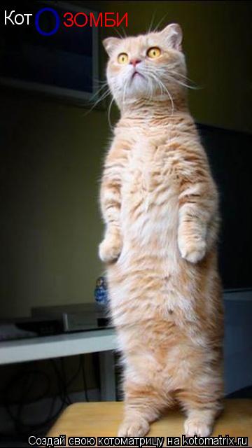 Кот О ЗОМБИ... Котоматрица: Кот О ЗОМБИ