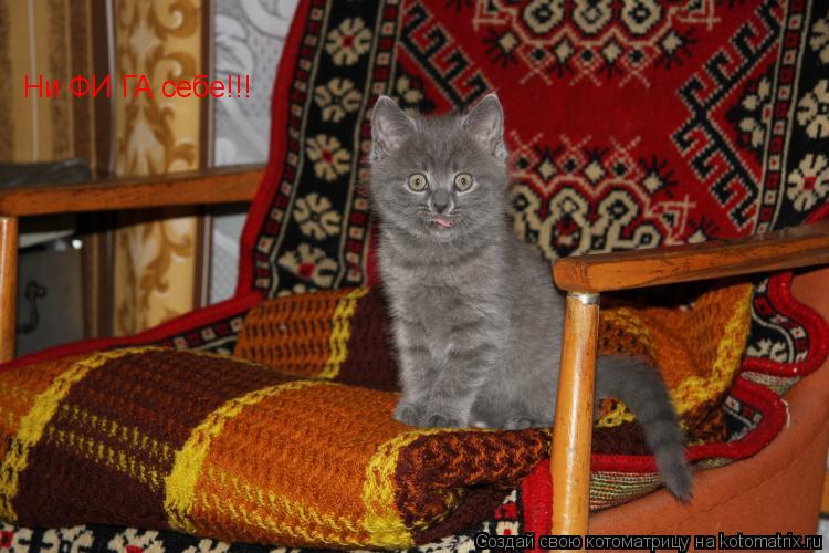 Ни ФИ ГА себе!!!... Котоматрица: Ни ФИ ГА себе!!!