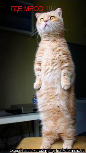 ГДЕ МЯСО !!!!... Котоматрица: ГДЕ МЯСО !!!!