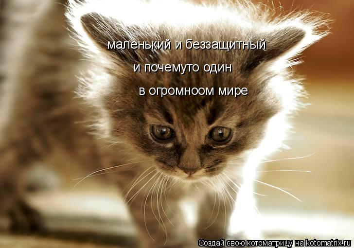 маленький и беззащитный и почемуто один в огромноом мире... Котоматрица: маленький и беззащитный и почемуто один в огромноом мире