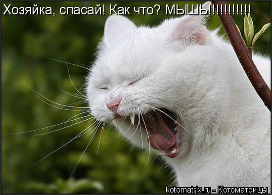 Хозяйка, спасай! Как что? МЫШЬ!!!!!!!!!!!... Котоматрица: Хозяйка, спасай! Как что? МЫШЬ!!!!!!!!!!!
