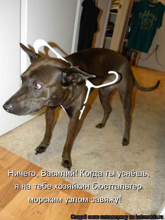Ничего, Василий! Когда ты уснёшь, морским узлом завяжу! я на тебе хозяйкин бюстгальтер... Котоматрица: Ничего, Василий! Когда ты уснёшь, морским узлом завяжу! я на тебе хозяйкин бюстгальтер