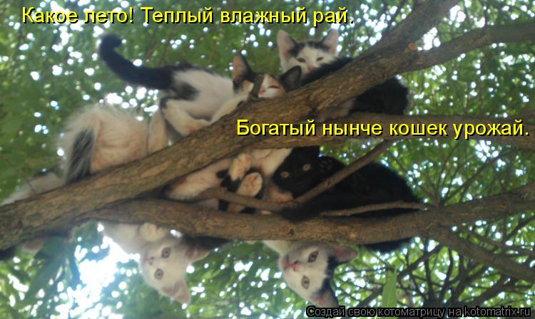 Какое лето! Теплый влажный рай. Богатый нынче кошек урожай.... Котоматрица: Какое лето! Теплый влажный рай. Богатый нынче кошек урожай.